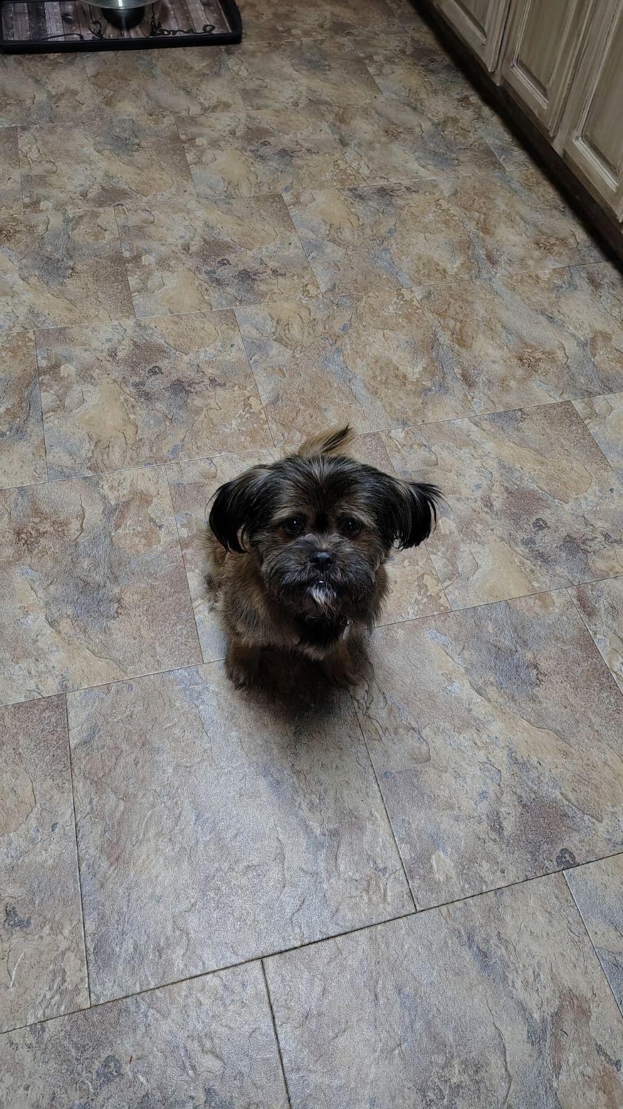 Enlarge Mala-Senior Dog, an adoptable Shih Tzu in Wahpeton, ND image 3/3