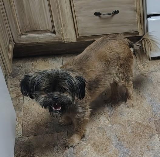 Mala-Senior Dog, adoptable, Senior Female Shih Tzu.