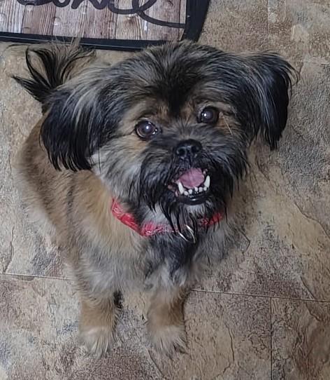 Enlarge Mala-Senior Dog, an adoptable Shih Tzu in Wahpeton, ND image 2/3
