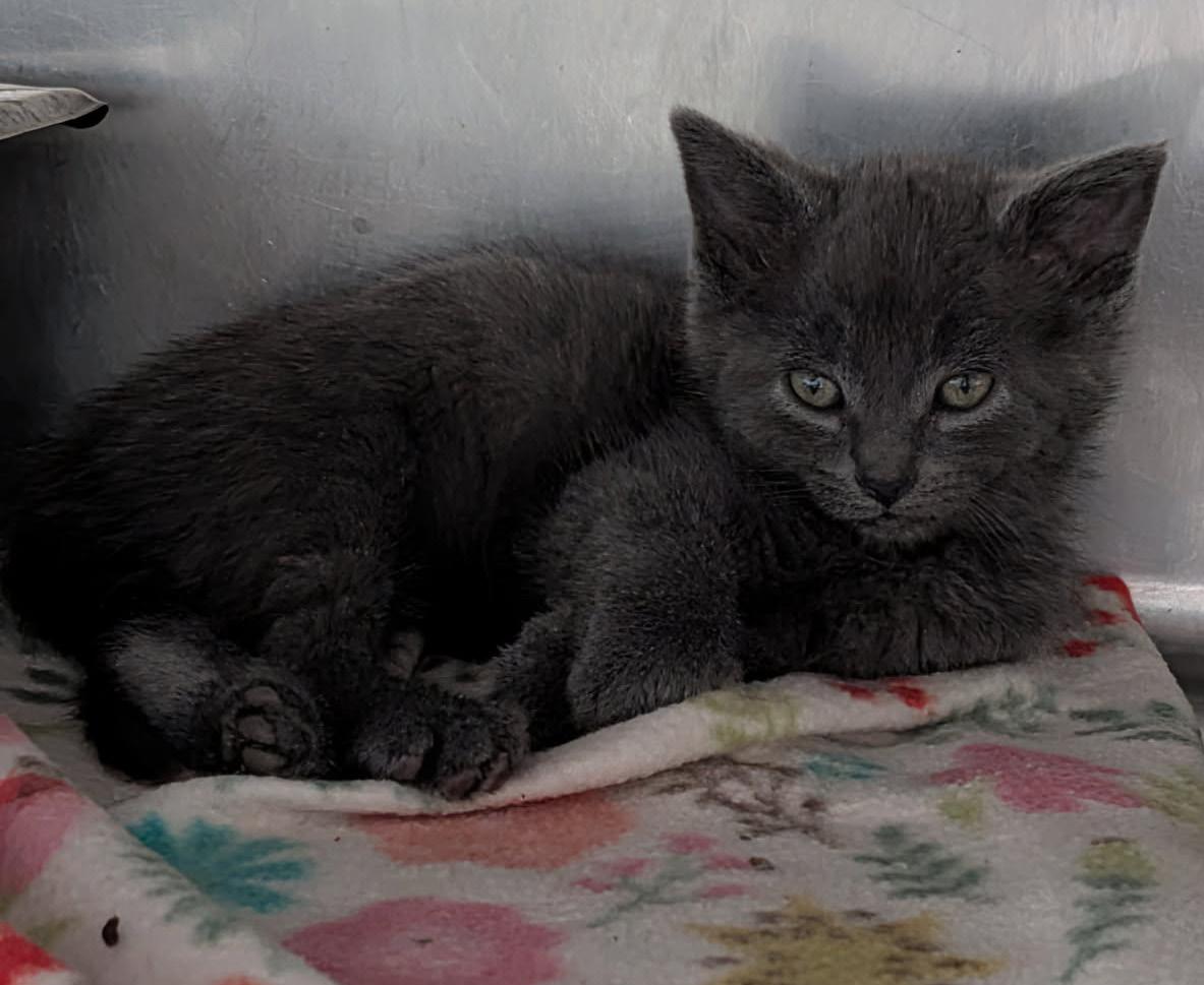 Fern (Ostara's Kitten) (Neutered) (Photos May-June 2026), an adopted Domestic Short Hair in Marietta, OH image 5/6