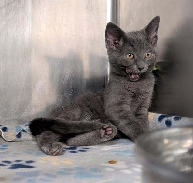 Fern (Ostara's Kitten) (Neutered) (Photos May-June 2026), an adopted Domestic Short Hair in Marietta, OH image 2/6