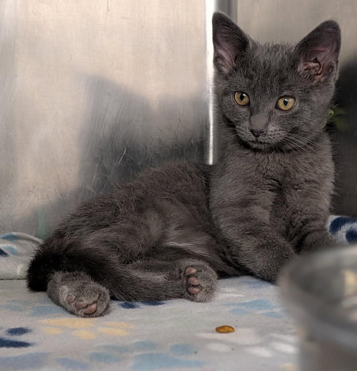 Fern (Ostara's Kitten) (Neutered) (Photos May-June 2026), adopted, Kitten Male Domestic Short Hair.
