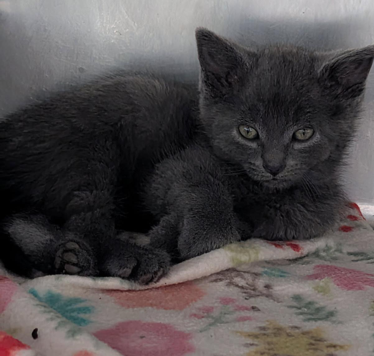 Fern (Ostara's Kitten) (Neutered) (Photos May-June 2026), an adopted Domestic Short Hair in Marietta, OH image 6/6