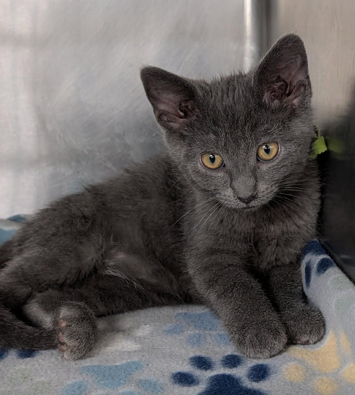 Fern (Ostara's Kitten) (Neutered) (Photos May-June 2026), an adopted Domestic Short Hair in Marietta, OH image 3/6