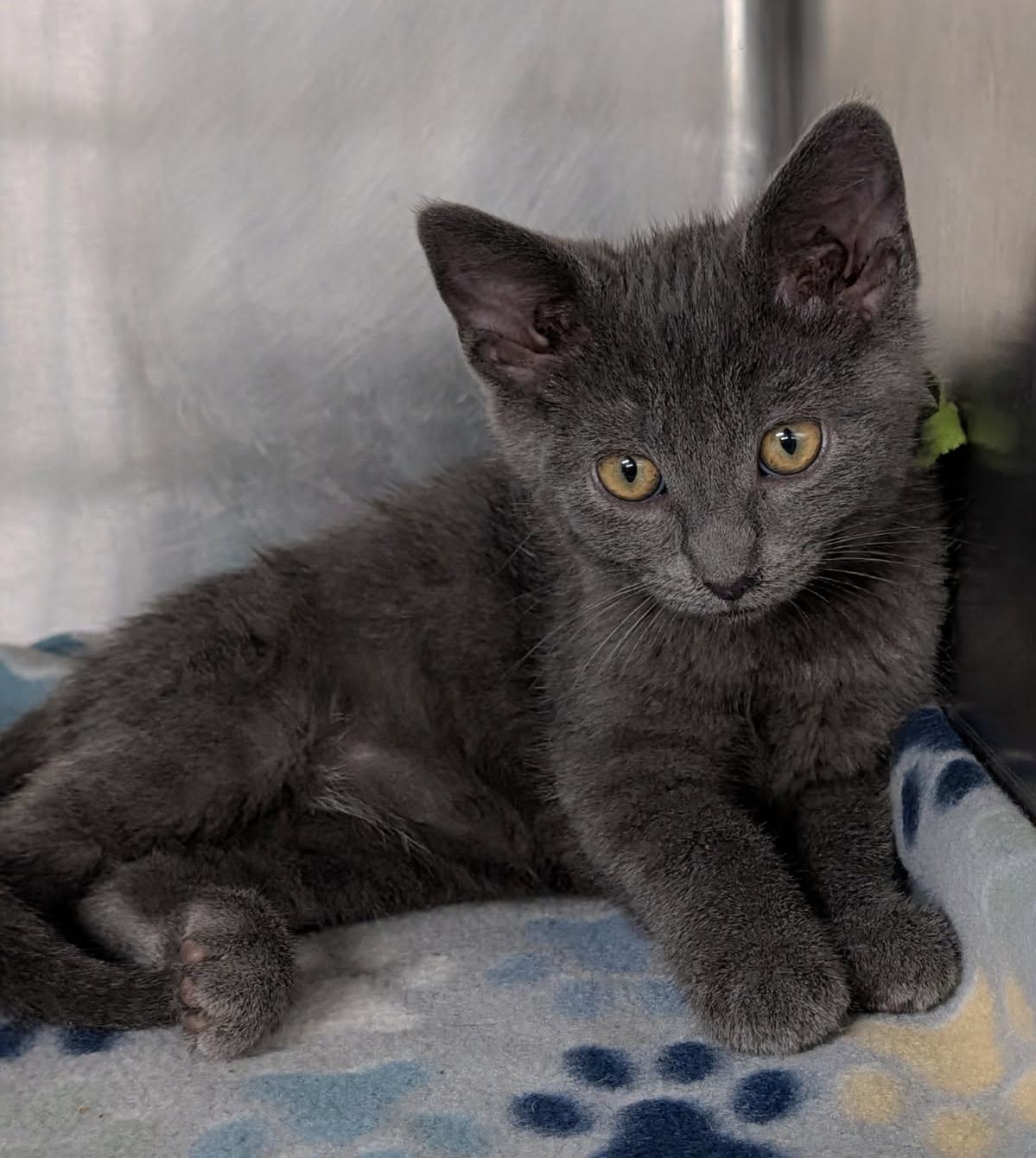 Fern (Ostara's Kitten) (Neutered) (Photos May-June 2026), an adopted Domestic Short Hair in Marietta, OH image 4/6