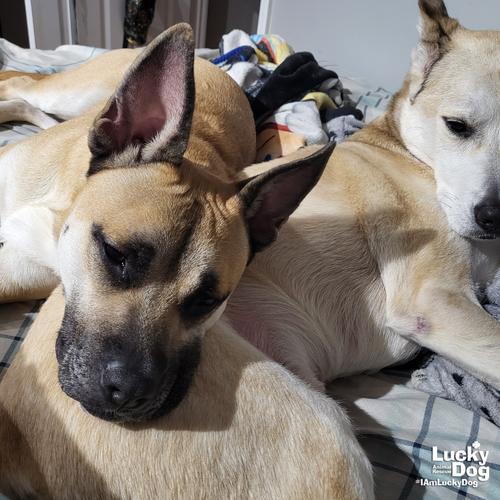 Colton, Adoptable, Young Male Shepherd & Belgian Shepherd / Malinois.