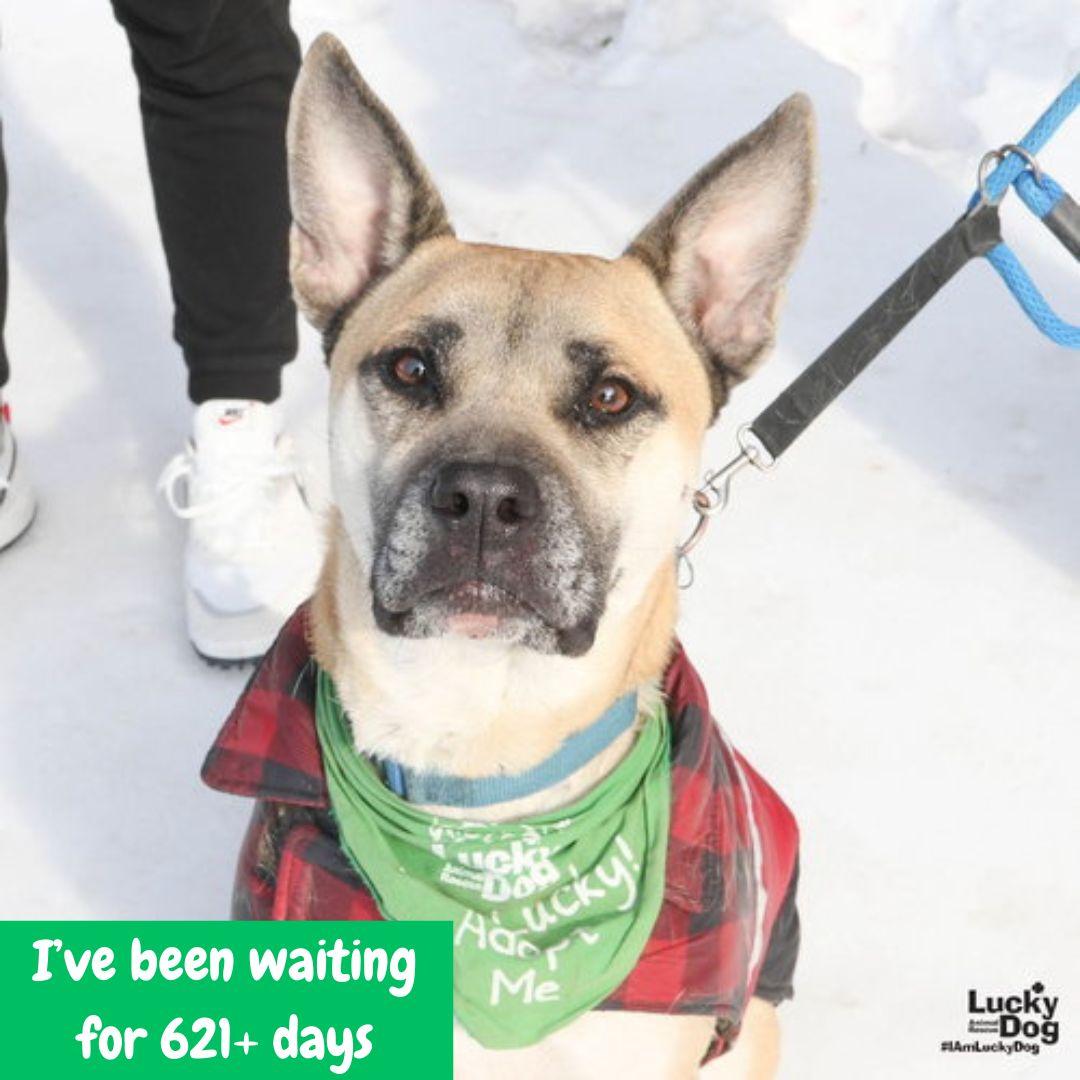 Enlarge Colton, a Adoptable mixed breed in Washington, DC image 2/3