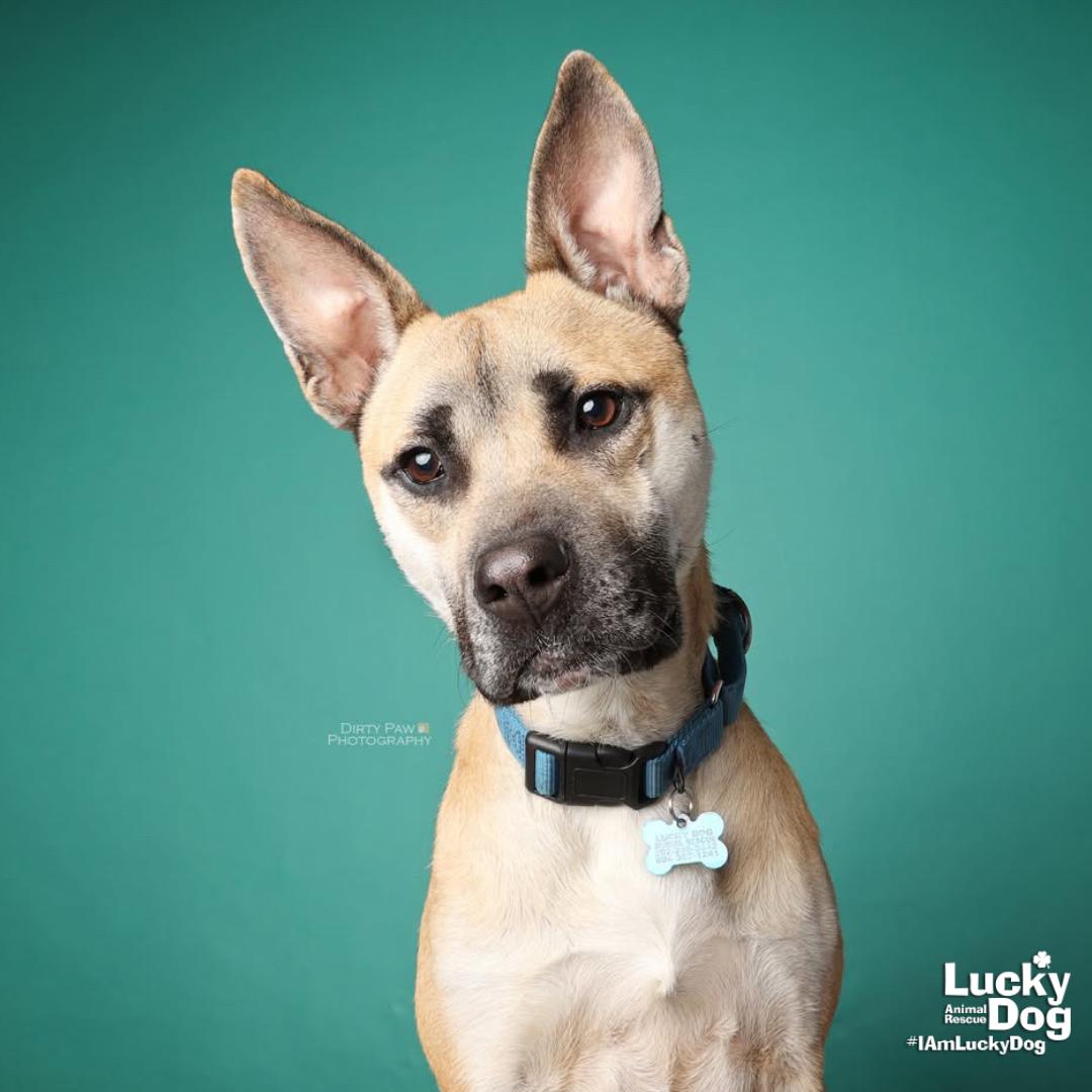 Colton, Adoptable, Young Male Shepherd & Belgian Shepherd / Malinois.