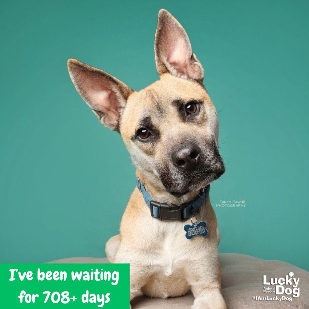 Colton, a Adoptable mixed breed in Washington, DC image 2/3
