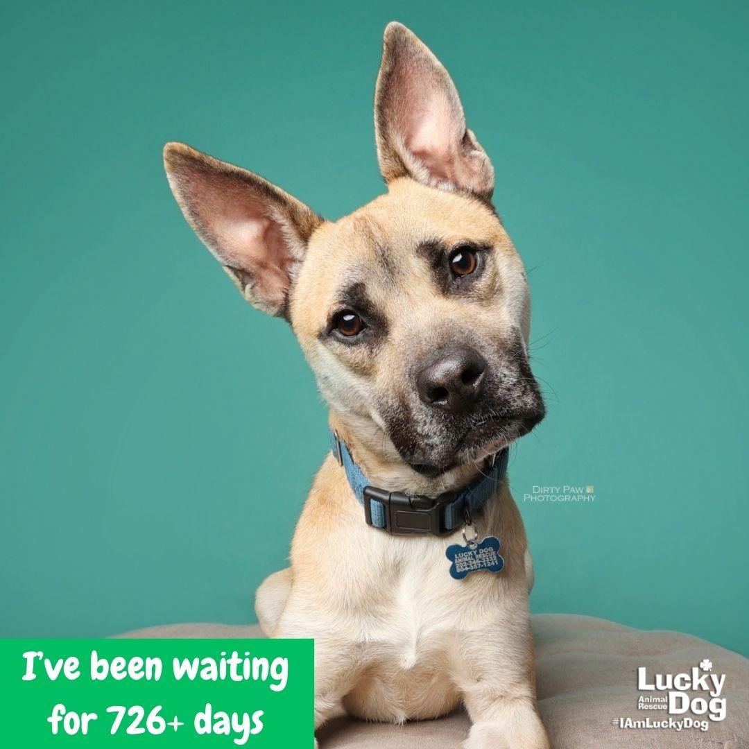 Enlarge Colton, a Adoptable mixed breed in Washington, DC image 2/3
