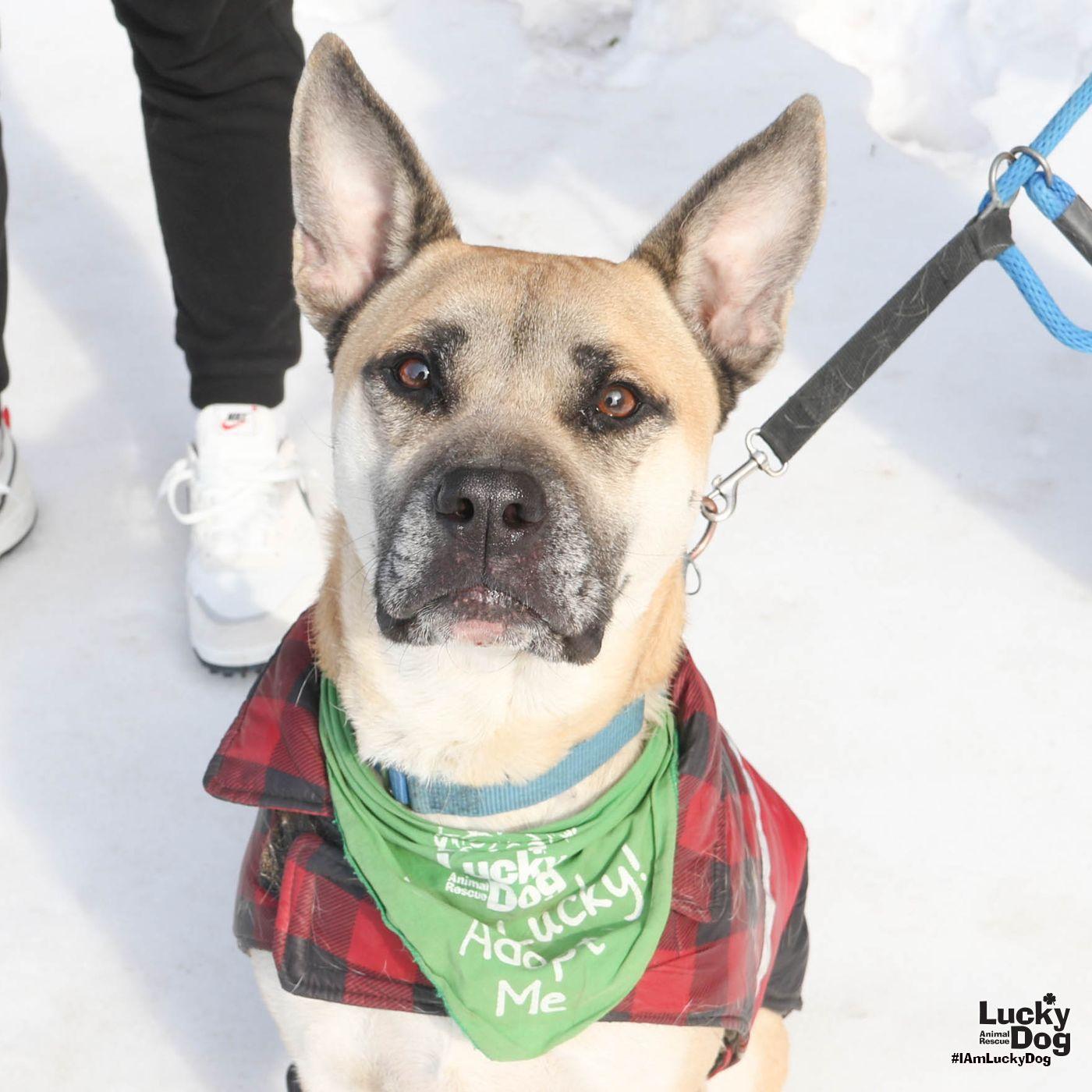 Enlarge Colton, a Adoptable mixed breed in Washington, DC image 3/3