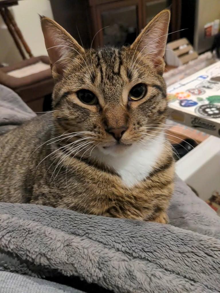 Jack, Adoptable, Young Male Domestic Short Hair.