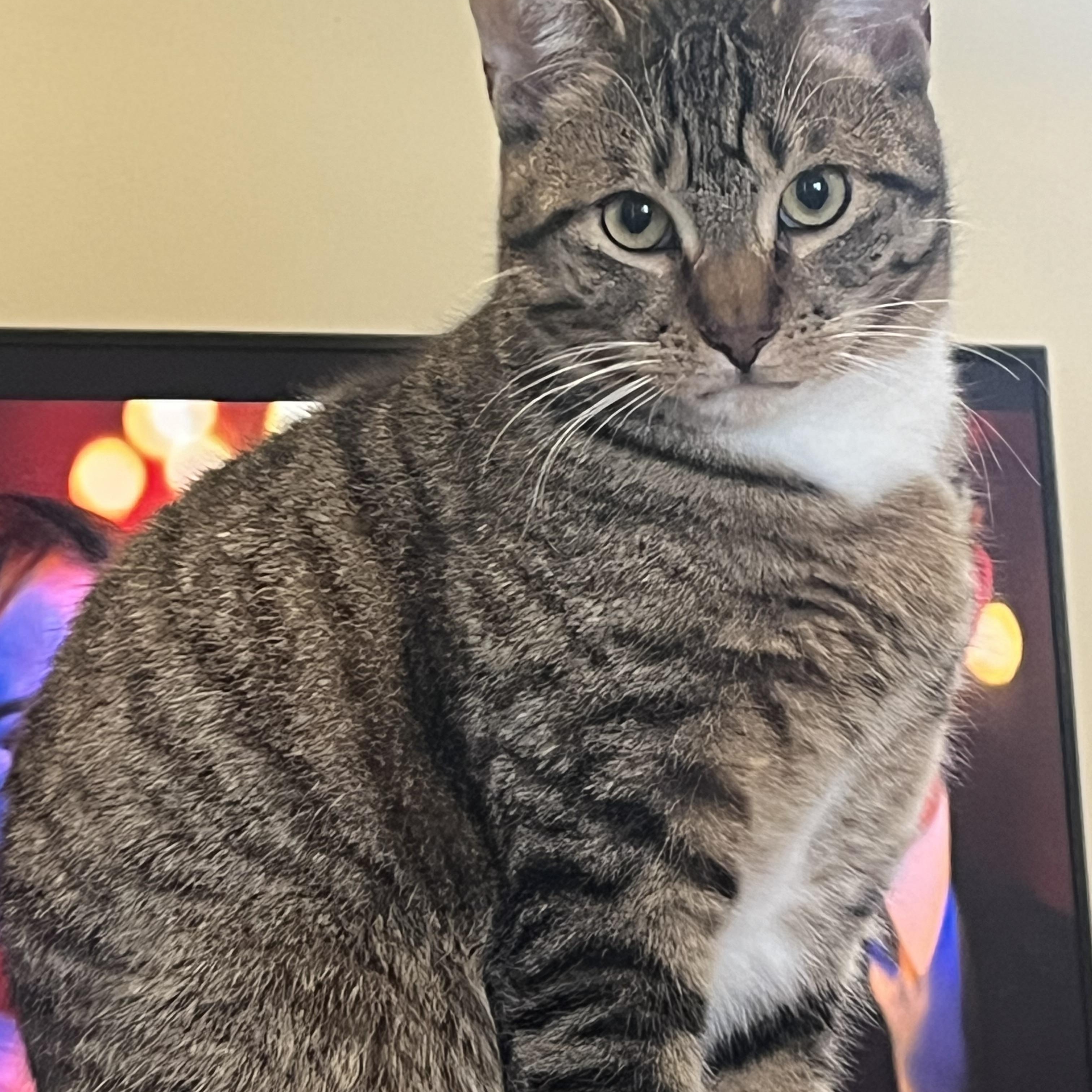 Enlarge Jack, a Adoptable Domestic Short Hair in Sussex, NJ image 3/3