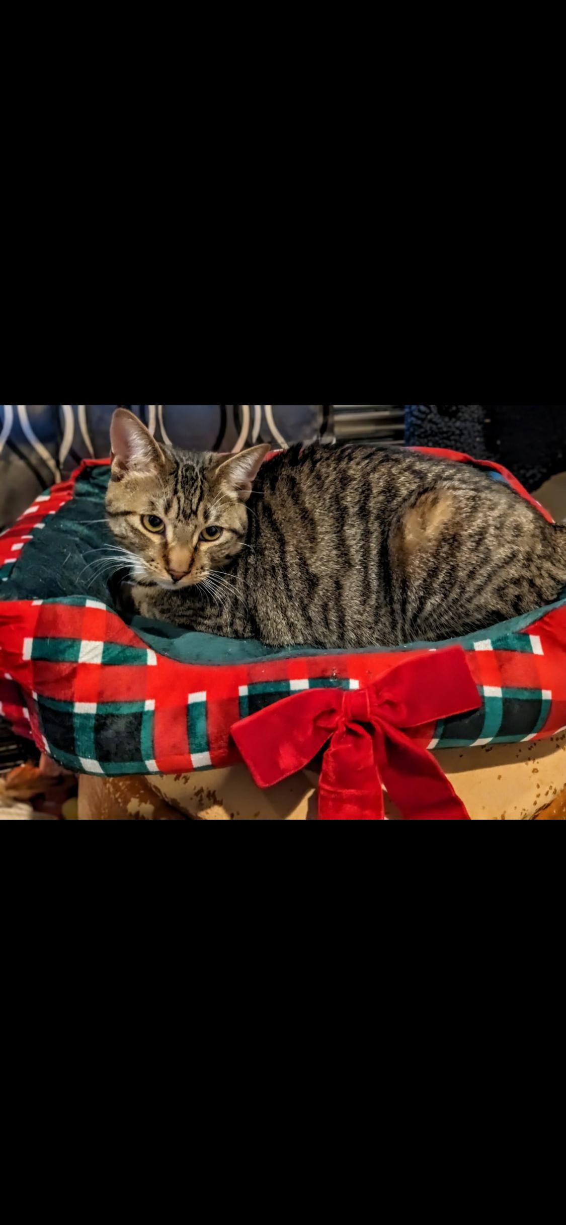 Enlarge Jack, a Adoptable Domestic Short Hair in Sussex, NJ image 2/3