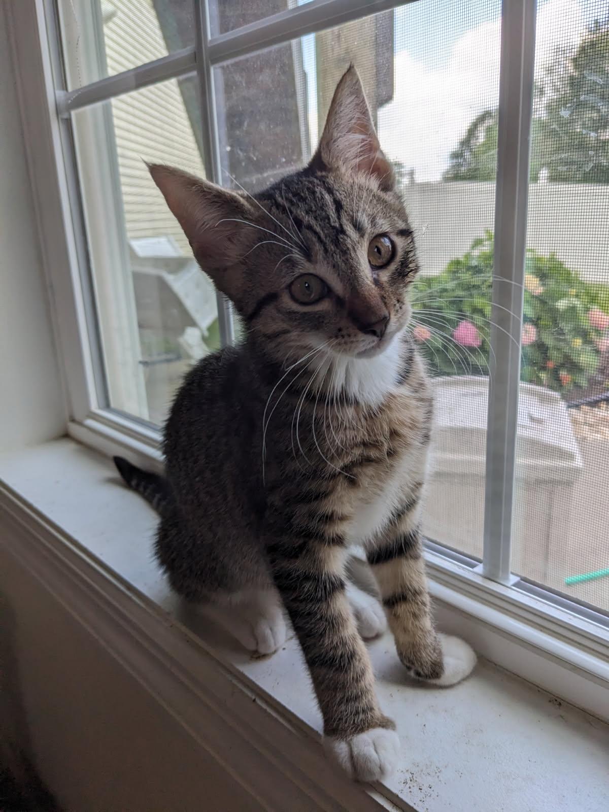 Jack, Adoptable, Kitten Male Domestic Short Hair.