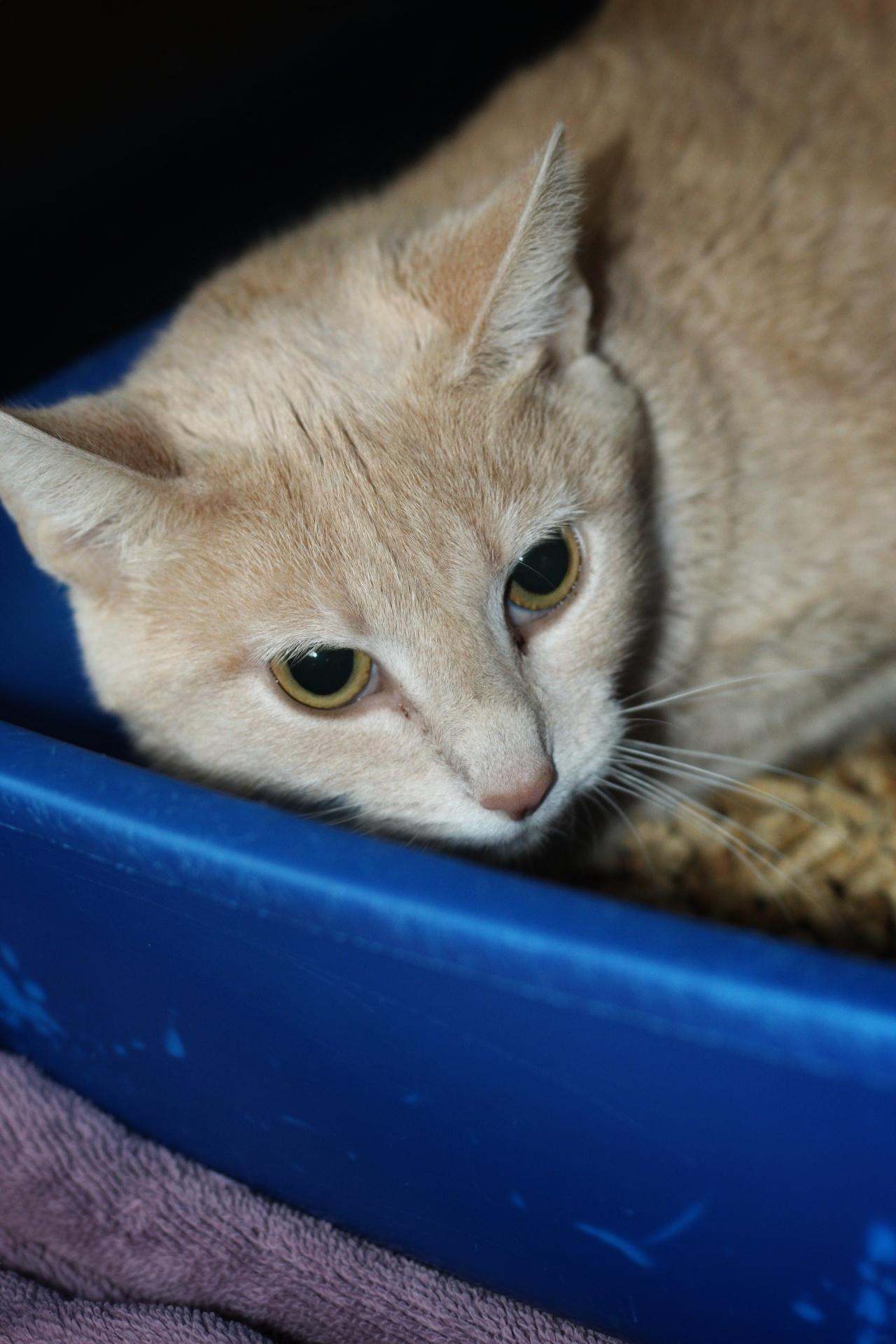 Enlarge Butterbean, a Adoptable Domestic Short Hair in Hendersonville, TN image 1/1