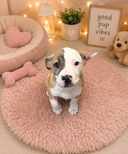 Enlarge West, a Adoptable mixed breed in Paducah, KY image 1/1