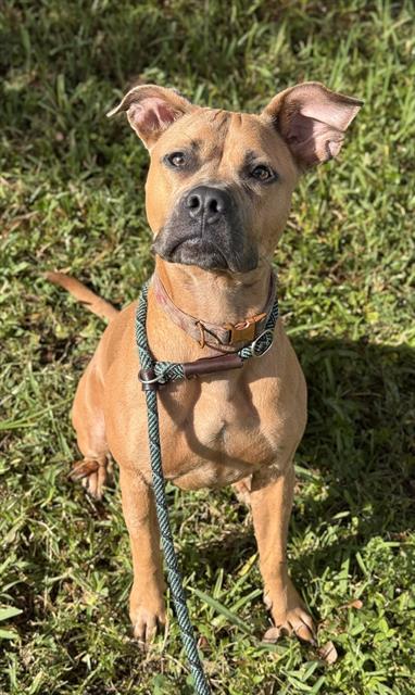 Enlarge KARMA, a Adoptable mixed breed in Fort Lauderdale, FL image 1/1