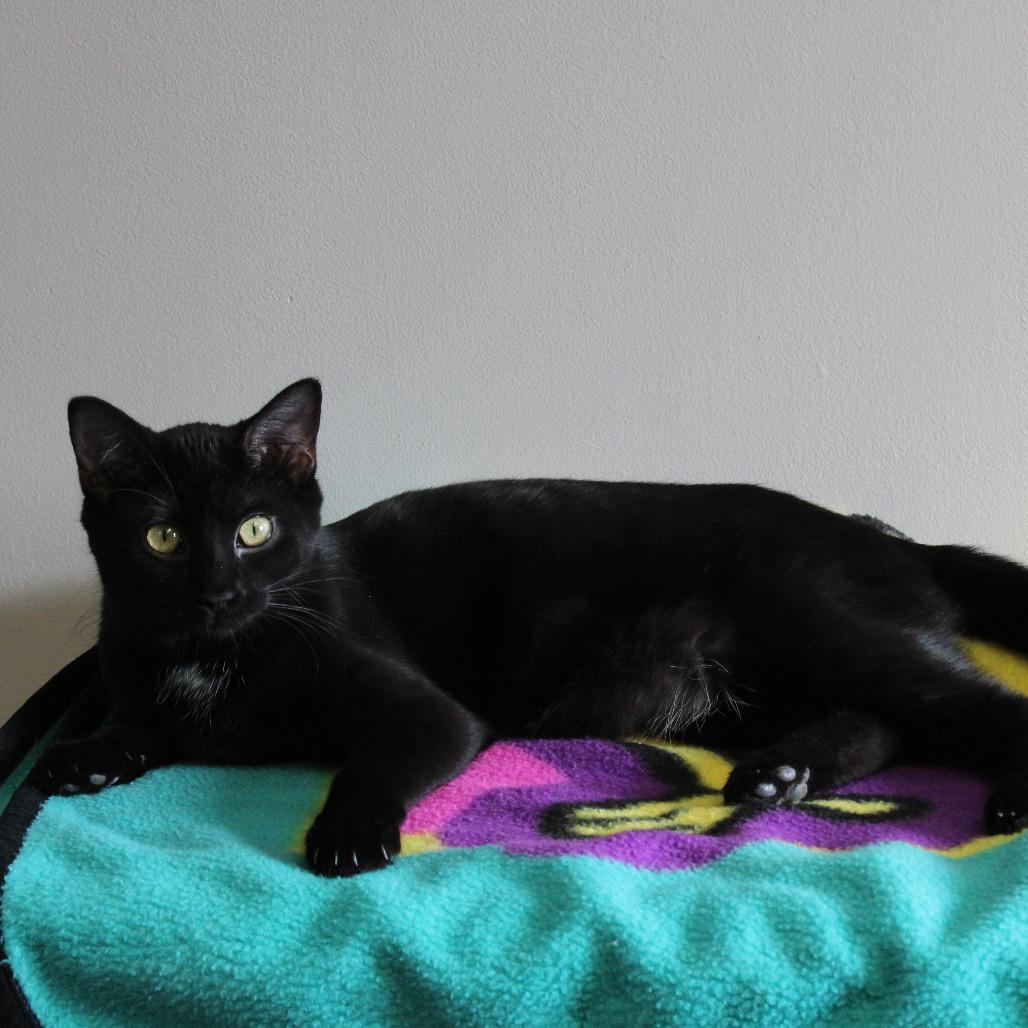 Enlarge Oakley, a Adoptable Domestic Short Hair in Grand Island, NE image 1/1