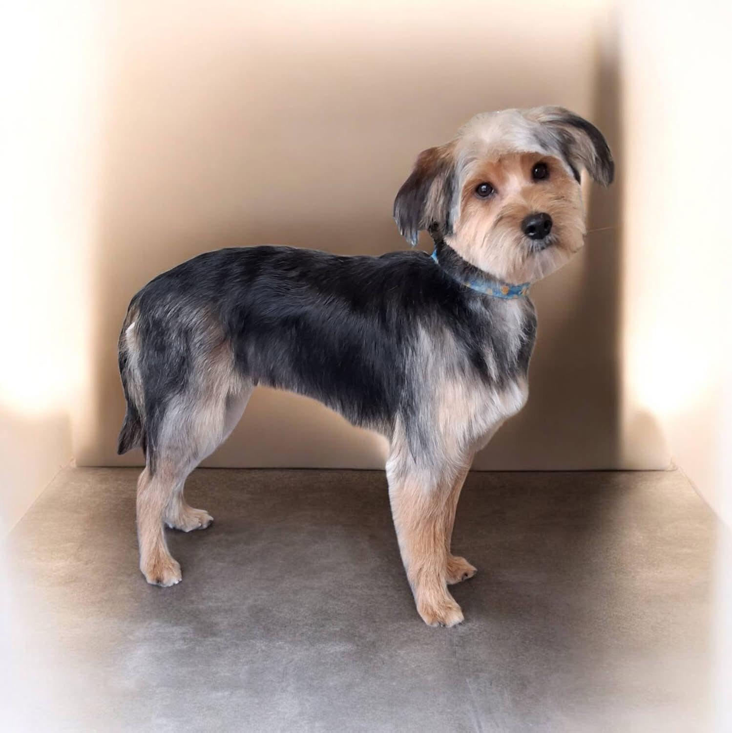 Enlarge Riley, an adopted Yorkie Poo in Linwood, MI image 2/2