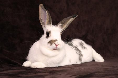 Enlarge Twix, a Adoptable Bunny Rabbit in Scotts Valley, CA image 1/2