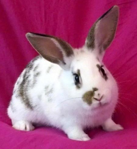 Enlarge Twix, a Adoptable Bunny Rabbit in Scotts Valley, CA image 2/2