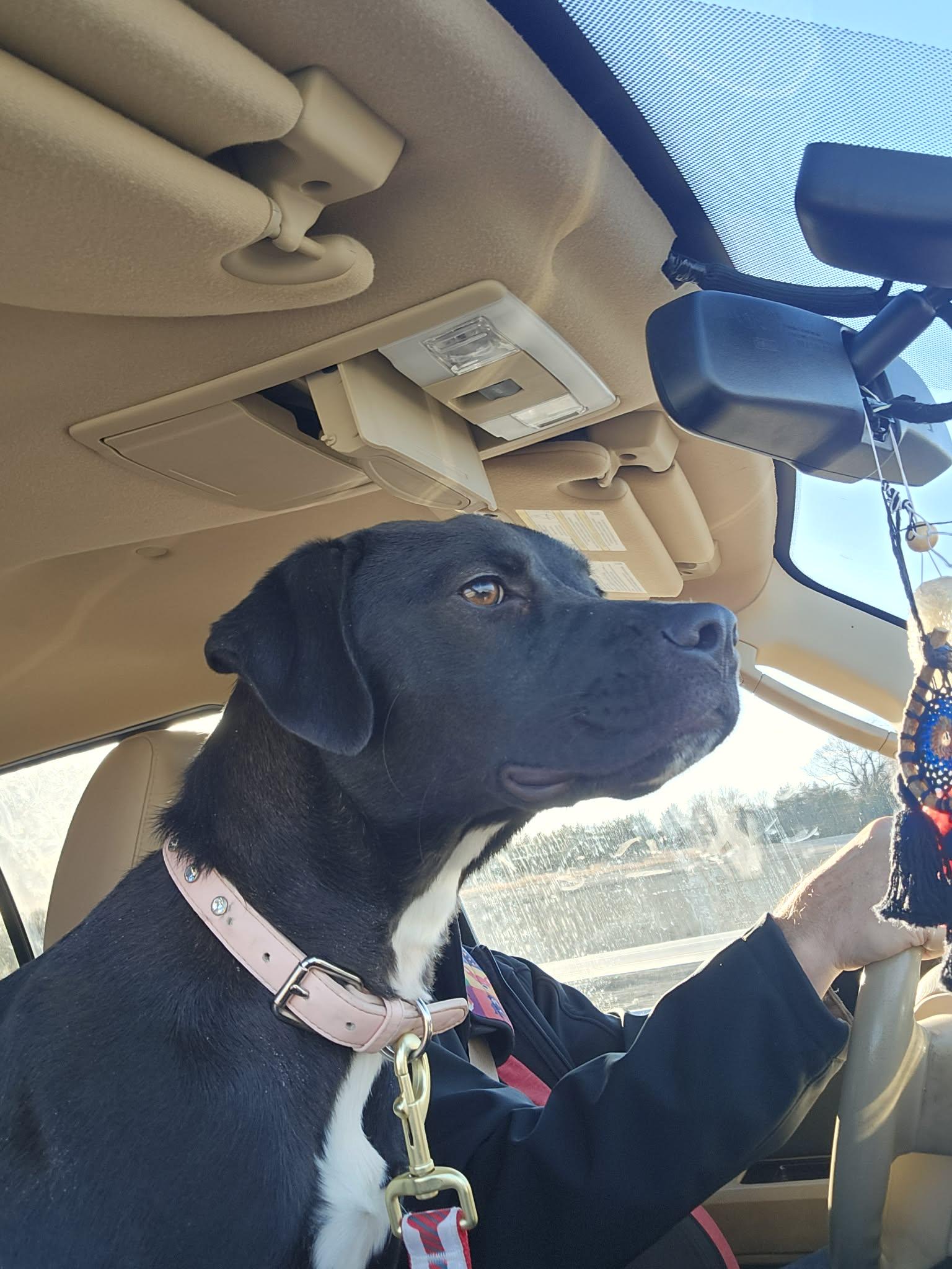 Lina, Adoptable, Young Female Labrador Retriever.