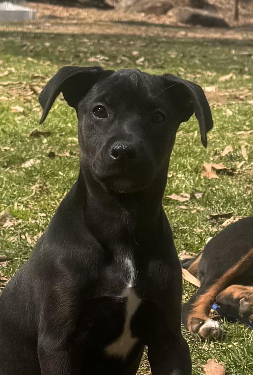 Enlarge Queenie, a ADOPTABLE mixed breed in Pottstown, PA image 1/1
