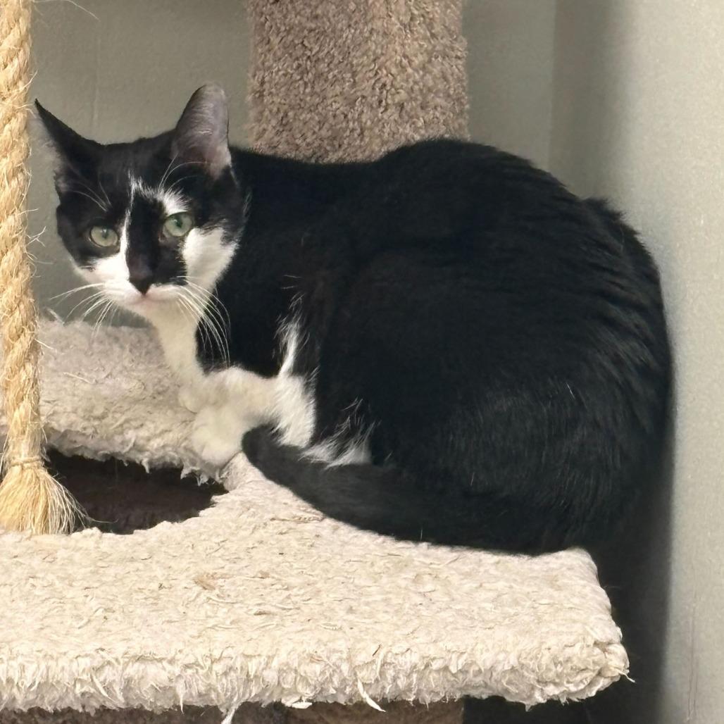 Michy (bonded with Oreo) — thumbnail 3