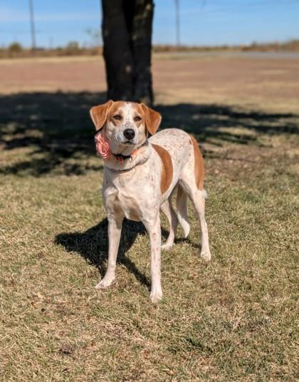 Buffy , ADOPTABLE, Adult Female Australian Cattle Dog / Blue Heeler.