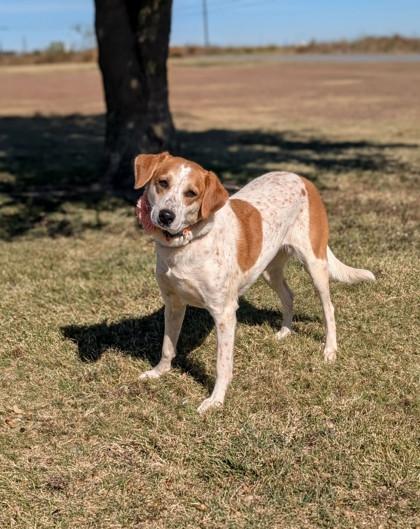 Enlarge Buffy , a ADOPTABLE mixed breed in Cleburne, TX image 2/2