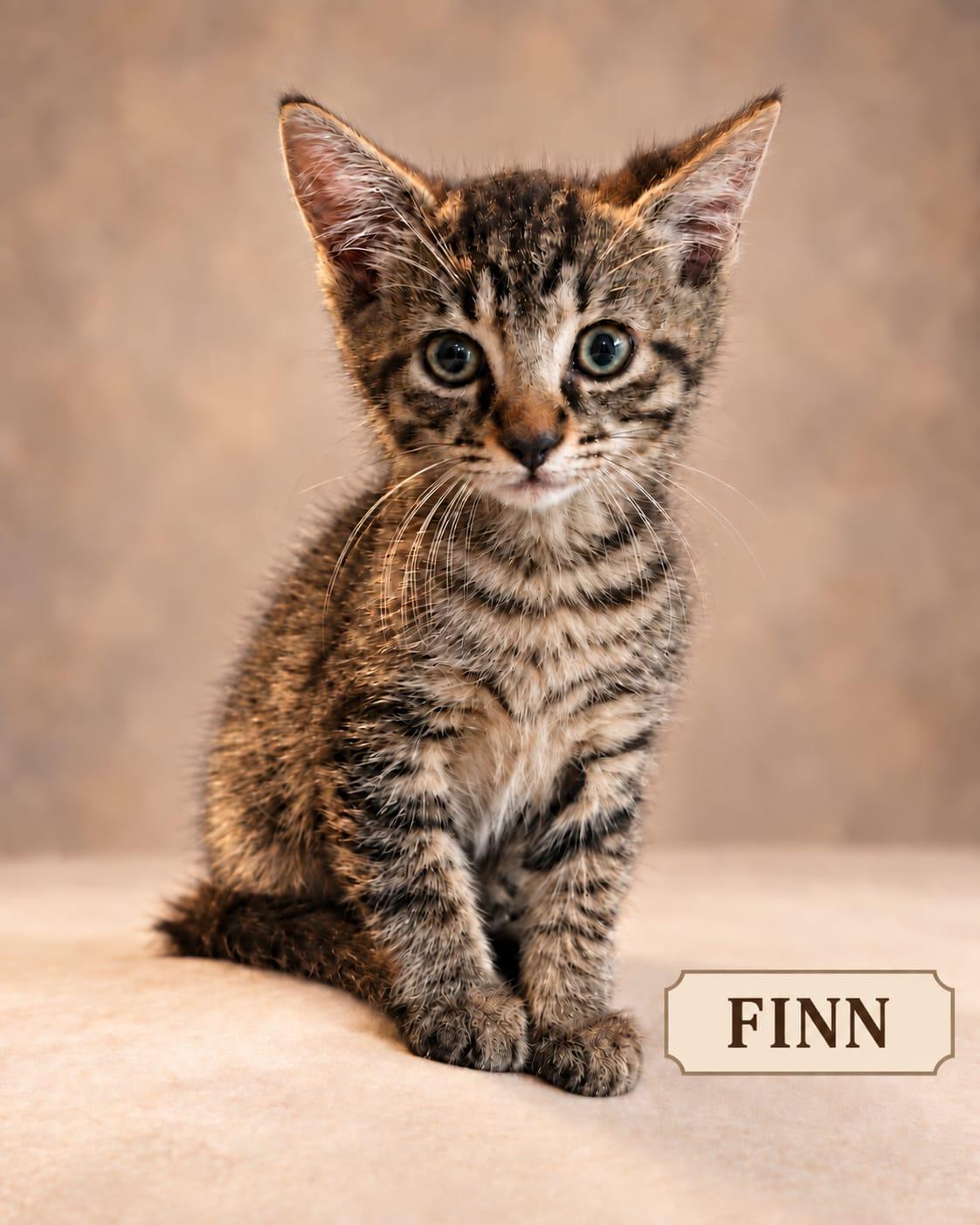 Enlarge Finn, a Adoptable Tabby in Miami, FL image 1/1