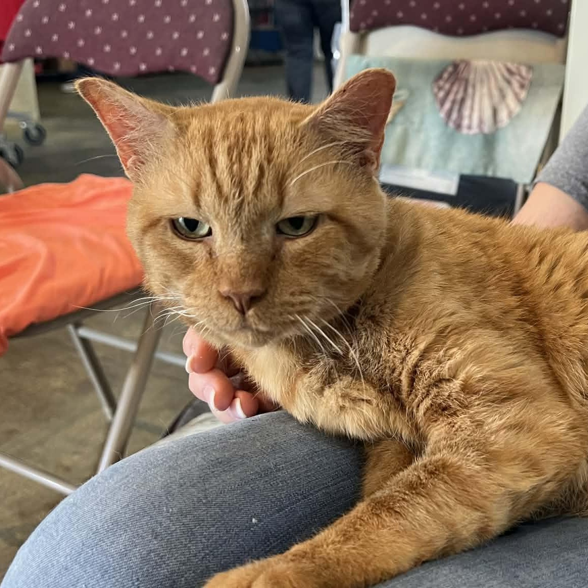 Bastian - 8 yo senior