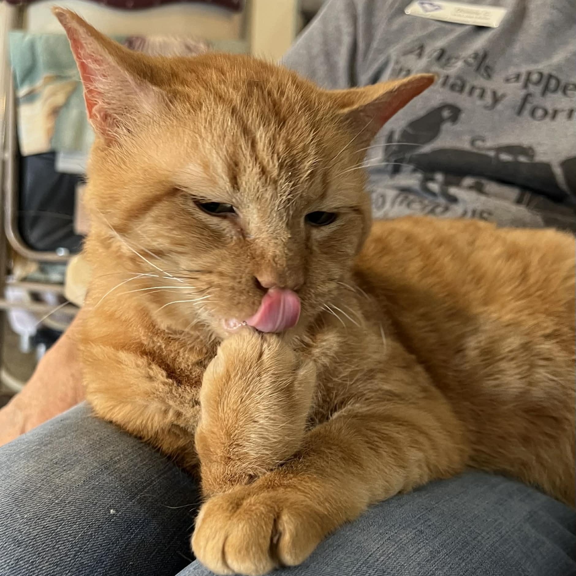 Bastian - 8 yo senior — thumbnail 2