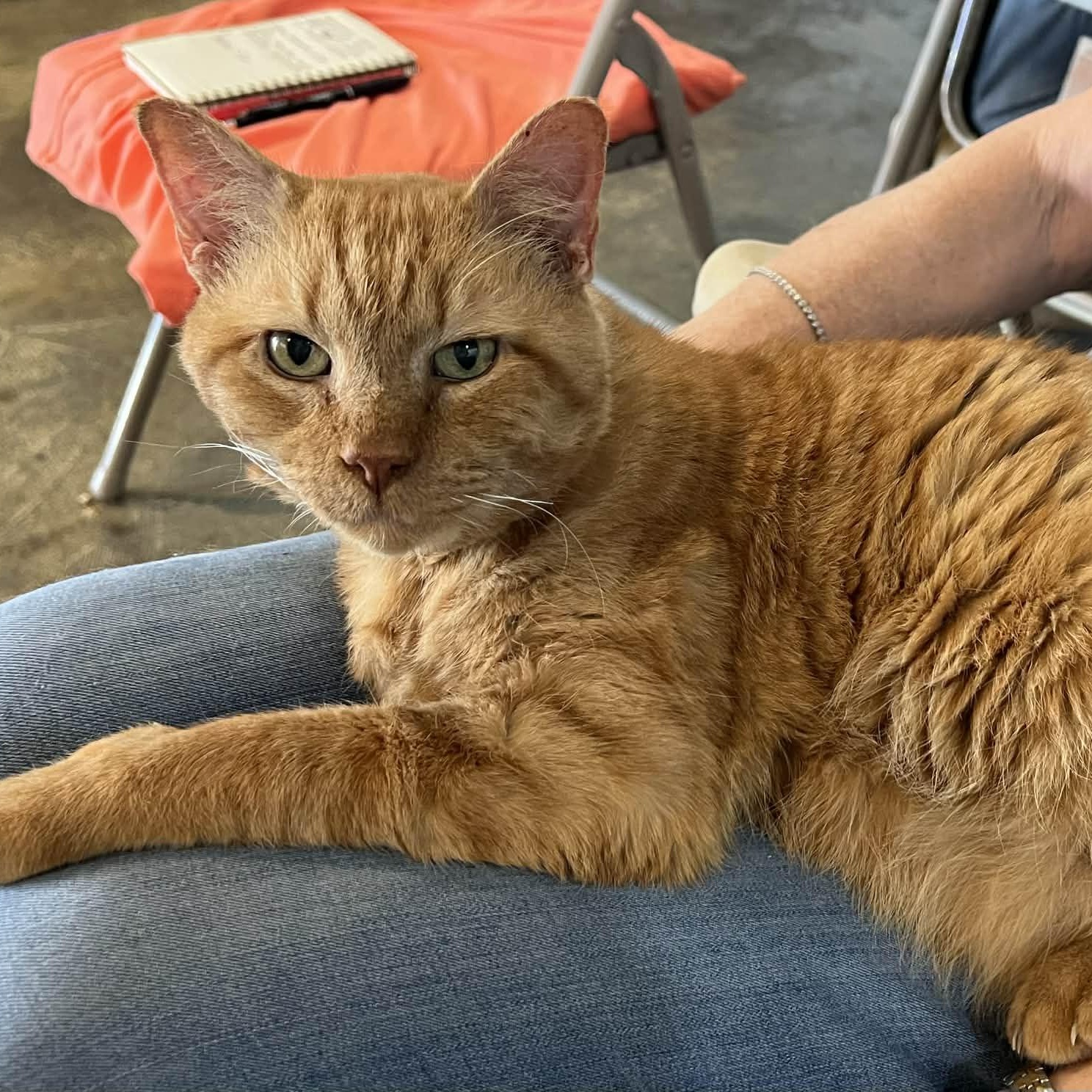 Bastian - 8 yo senior — thumbnail 3