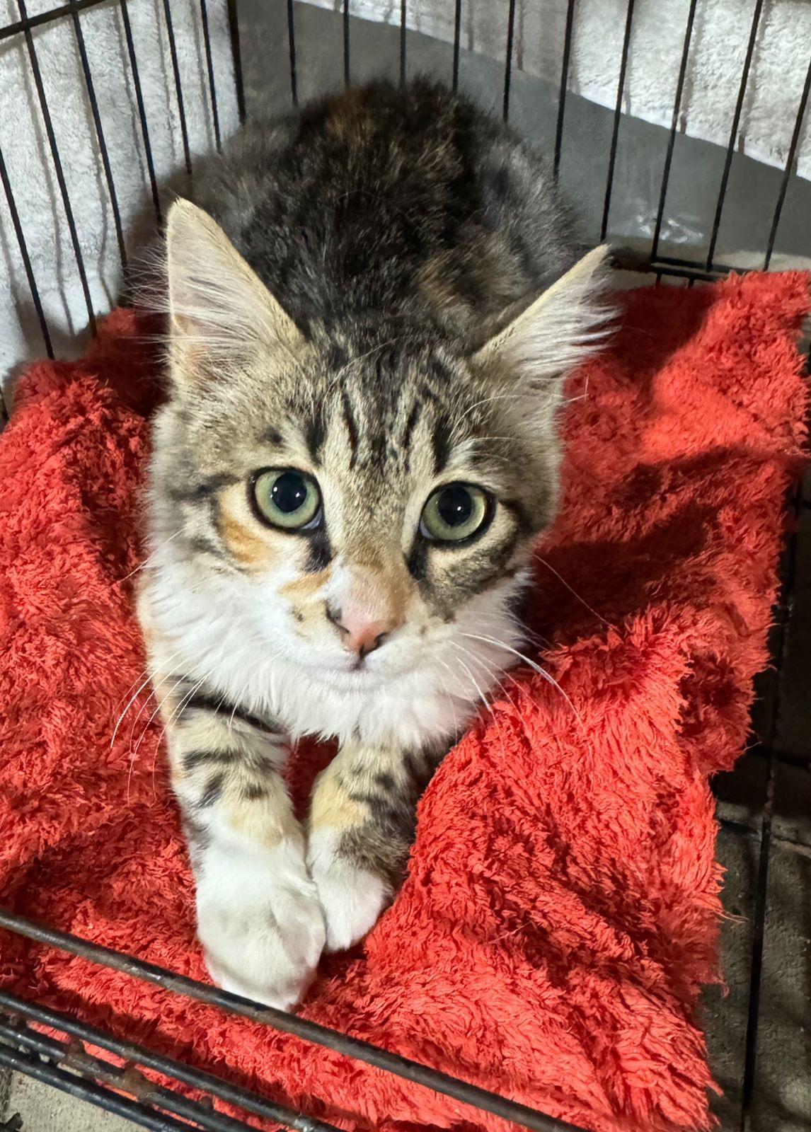 Enlarge Rosemary, a ADOPTABLE mixed breed in Brampton, ON image 4/4
