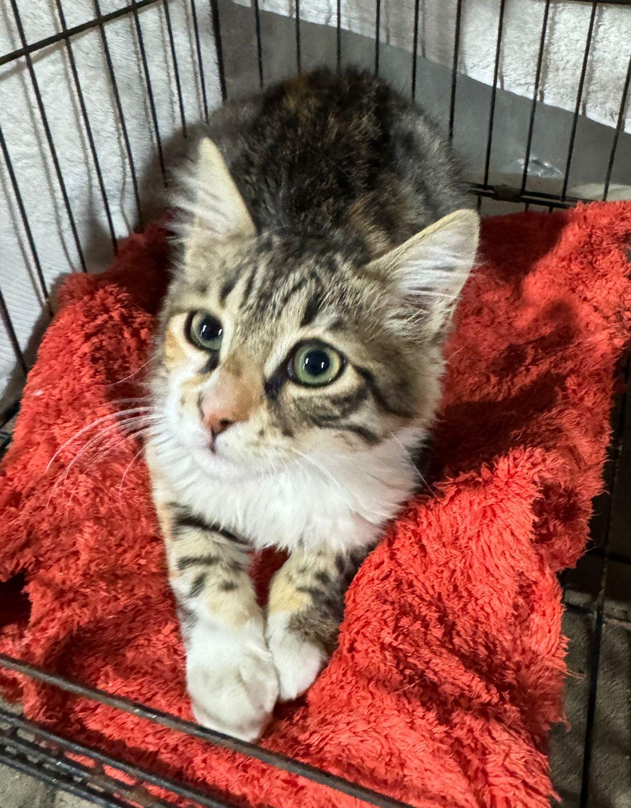 Rosemary, ADOPTABLE, Young Female Siberian.