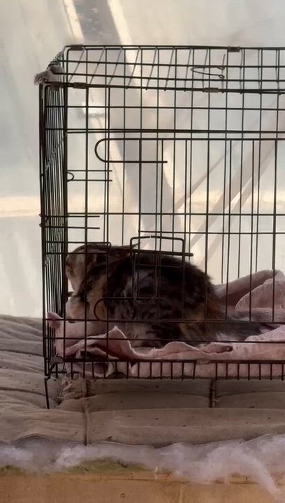 Enlarge Rosemary, a ADOPTABLE mixed breed in Brampton, ON video 1/4