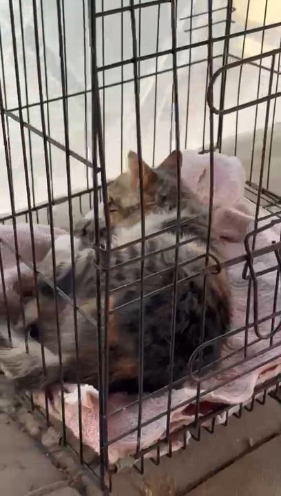 Enlarge Rosemary, a ADOPTABLE mixed breed in Brampton, ON video 2/4