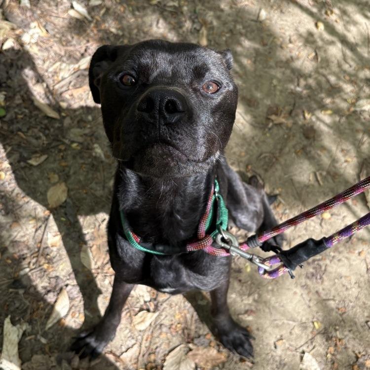 HAULING, Adoptable, Adult Male Mixed Breed.