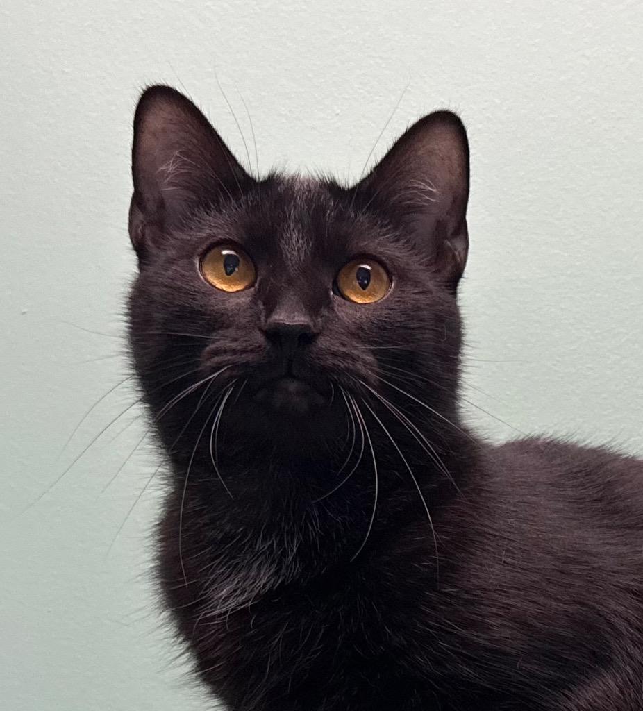 Enlarge Mandy, a Adoptable Domestic Short Hair in Amery, WI image 1/3