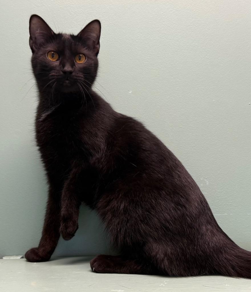 Enlarge Mandy, a Adoptable Domestic Short Hair in Amery, WI image 2/3