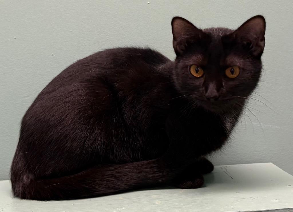 Enlarge Mandy, a Adoptable Domestic Short Hair in Amery, WI image 3/3