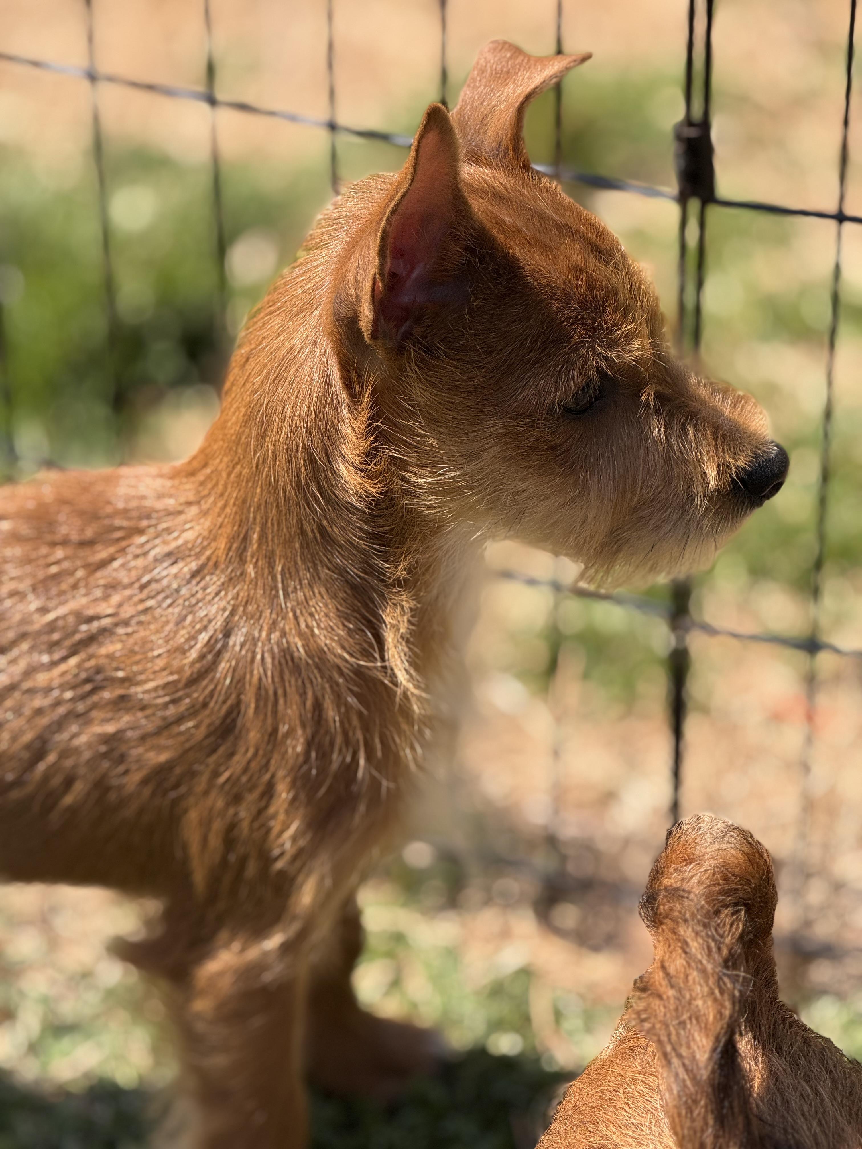Enlarge Toto, a ADOPTABLE mixed breed in HONEY BROOK, PA image 5/6