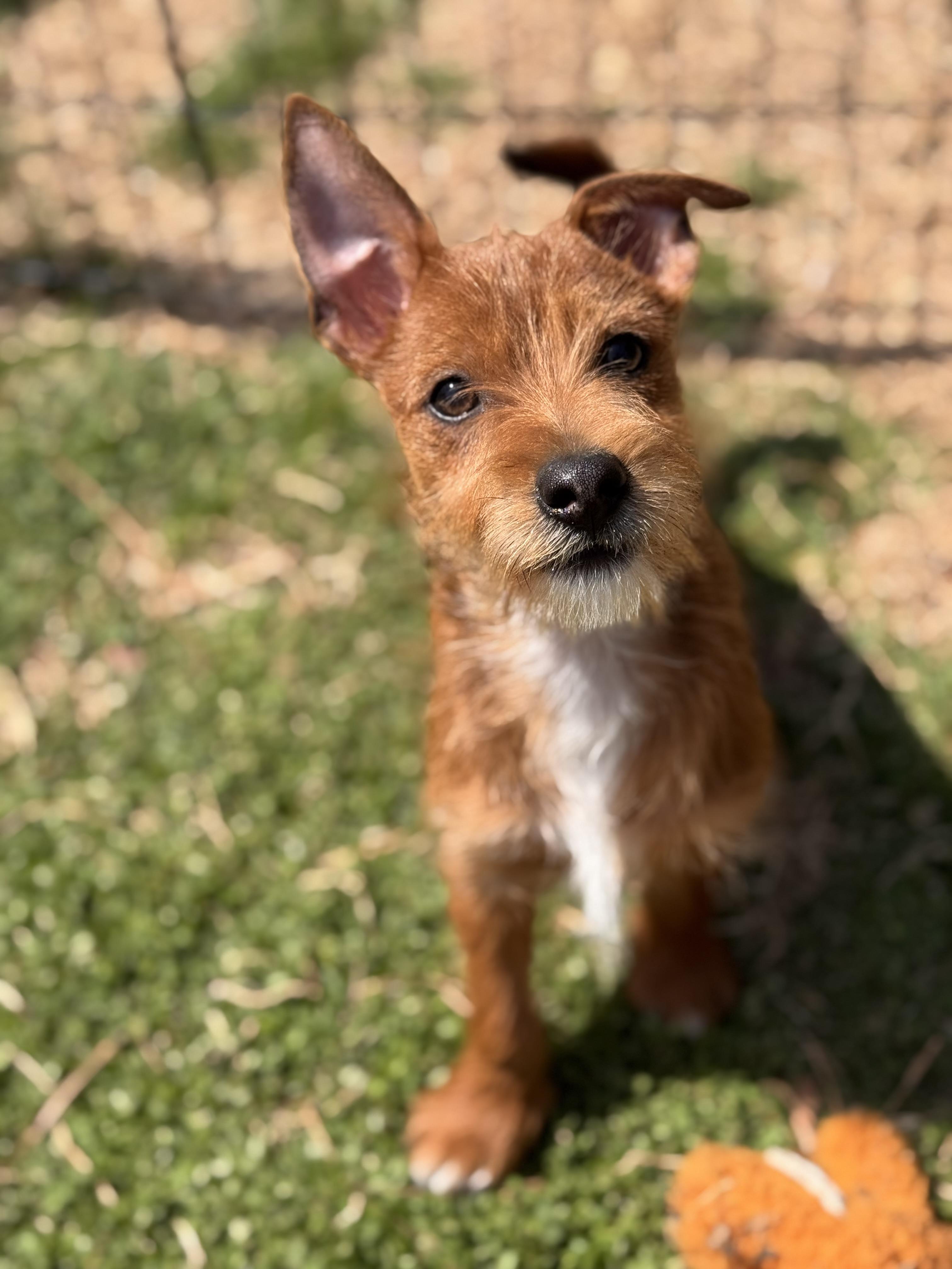 Enlarge Toto, a ADOPTABLE mixed breed in HONEY BROOK, PA image 6/6