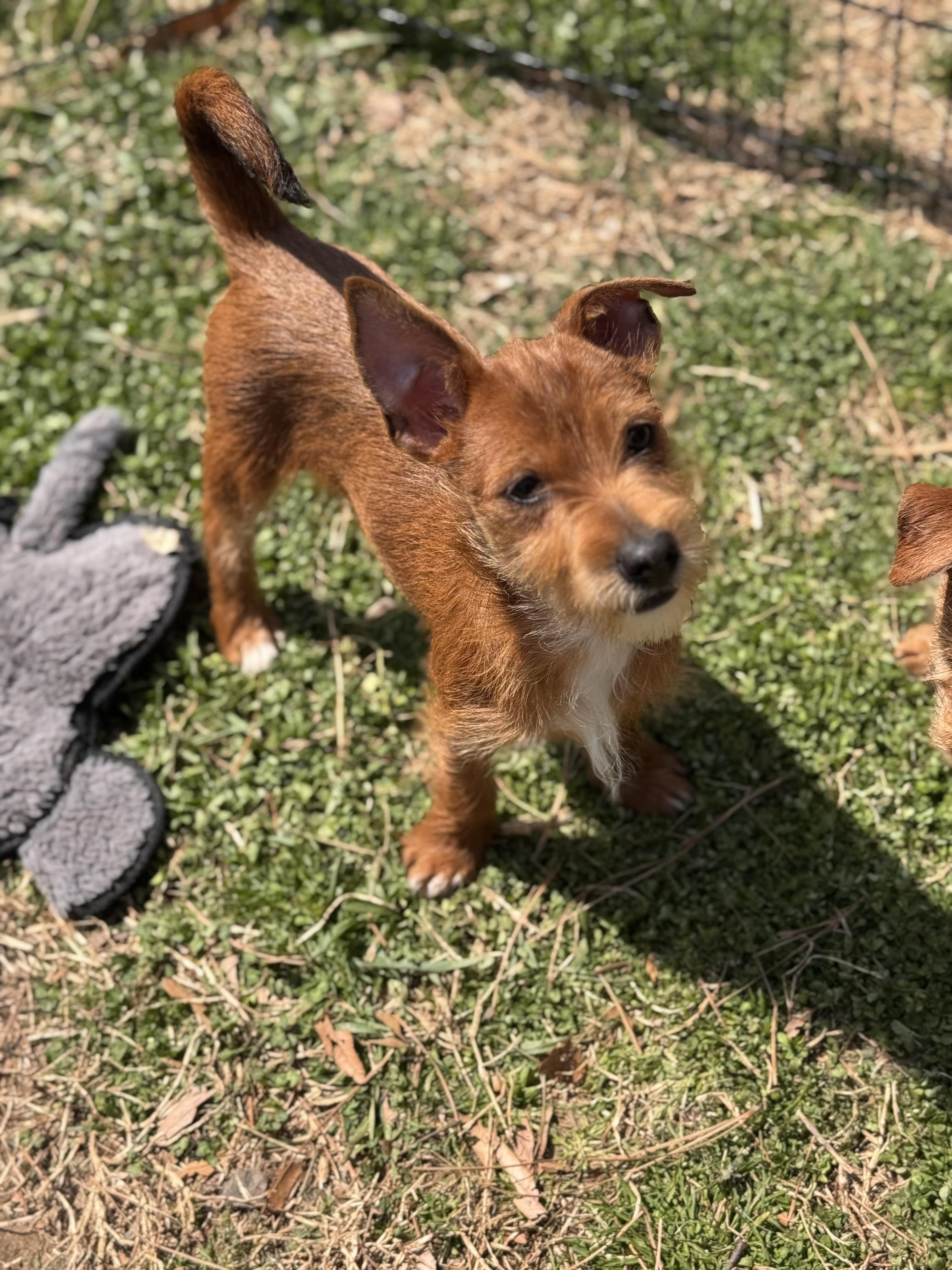 Toto, ADOPTABLE, Puppy Male Norfolk Terrier.