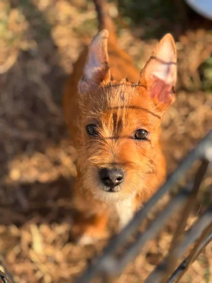 Enlarge Toto, a ADOPTABLE mixed breed in HONEY BROOK, PA image 2/6