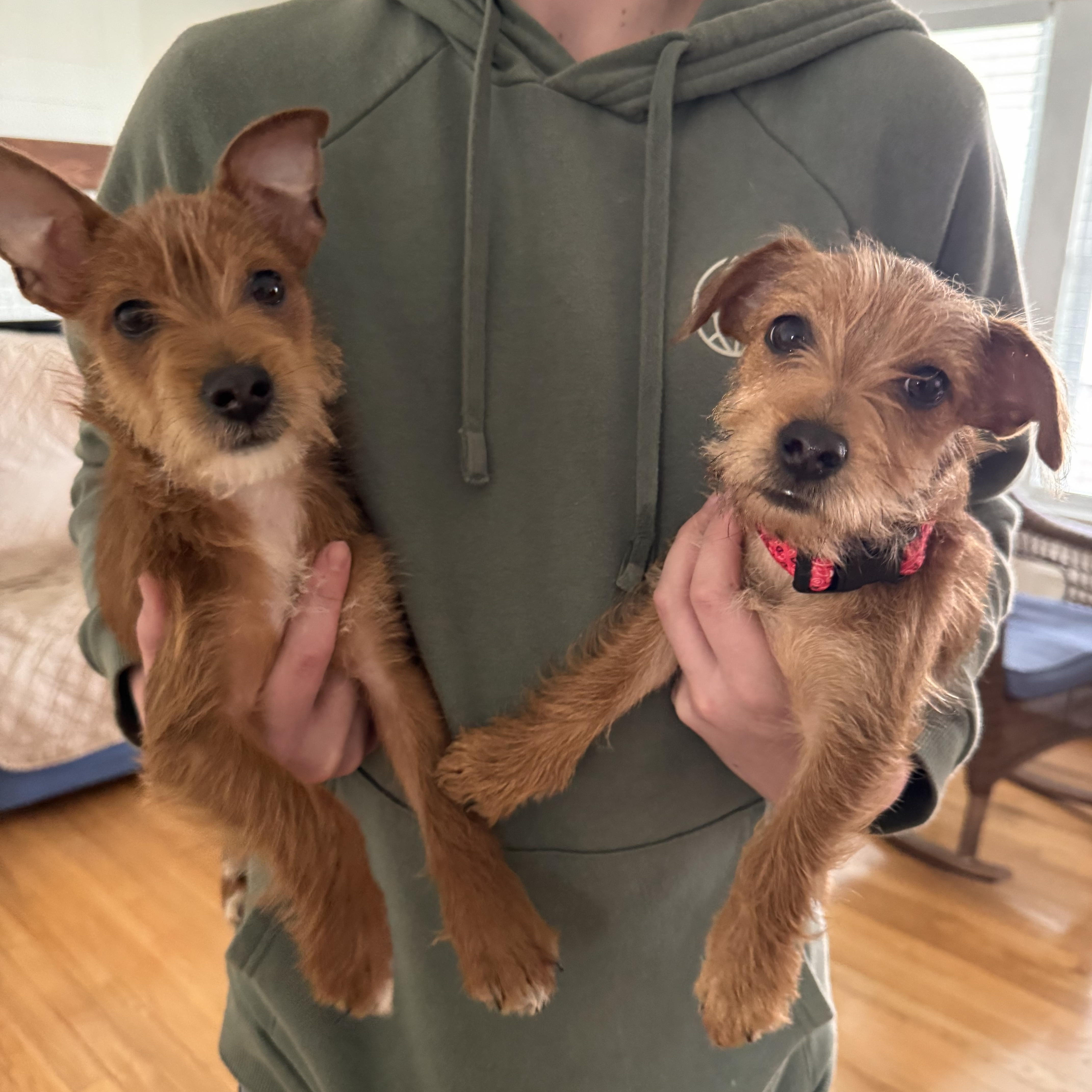 Enlarge Toto, a ADOPTABLE mixed breed in HONEY BROOK, PA image 3/6