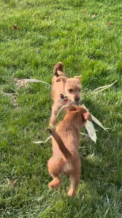 Enlarge Toto, a ADOPTABLE mixed breed in HONEY BROOK, PA video 4/6