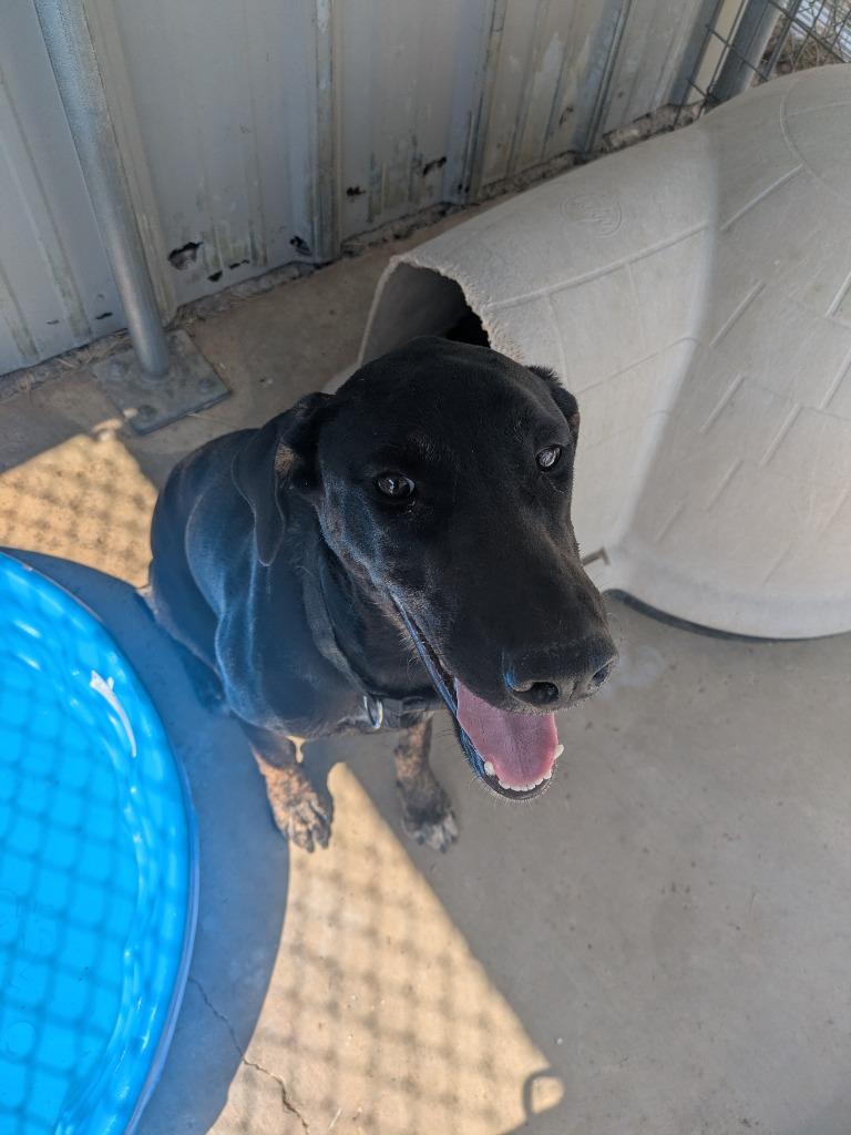 Cordelia, Adoptable, Young Female Hound & Mixed Breed.